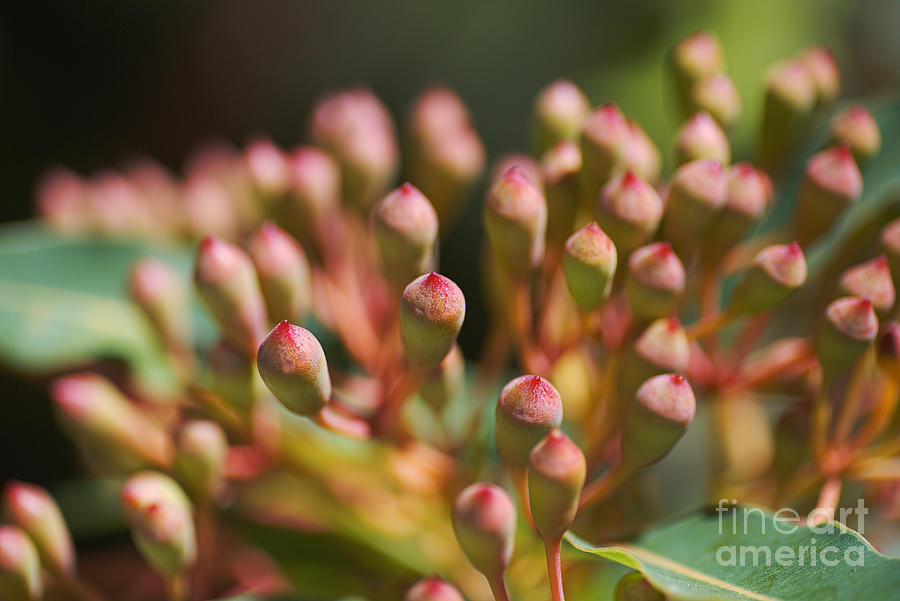 Nature Photograph - Corymbia Ficifolia Eucalyptus Flower Buds  by Joy Watson