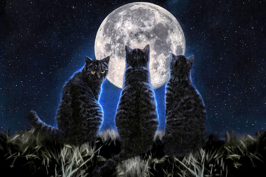 Cosmic Cats Photograph by Donna Kennedy