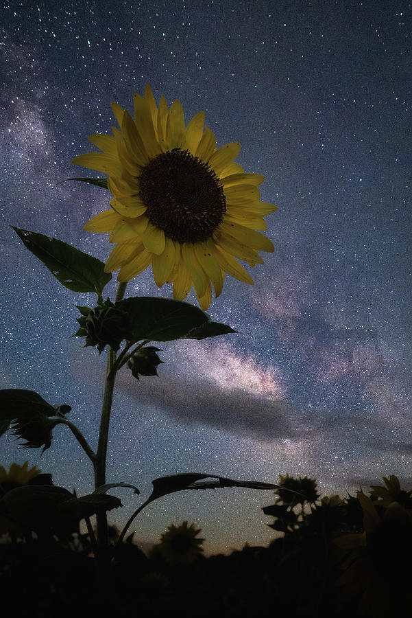 Cosmic Field Photograph by Robert Fawcett