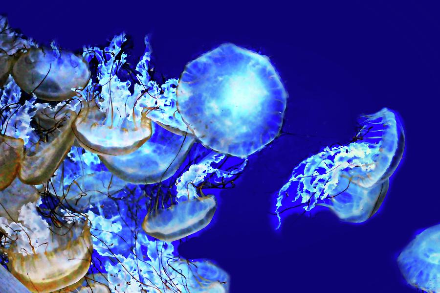 Cosmic Jellies Photograph by Diana Angstadt
