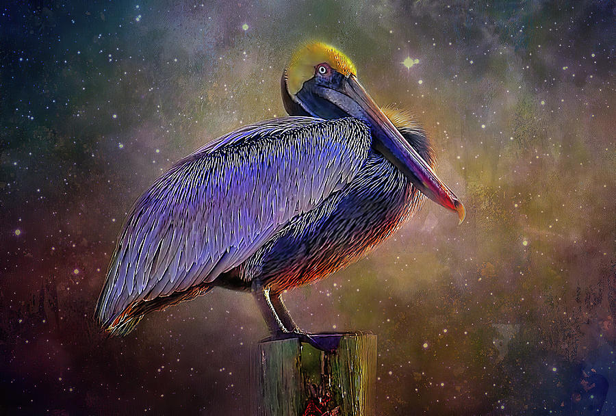 Cosmic Pelican Photograph by HH Photography of Florida
