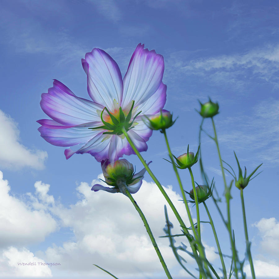 Cosmos 3 Photograph by Wendell Thompson