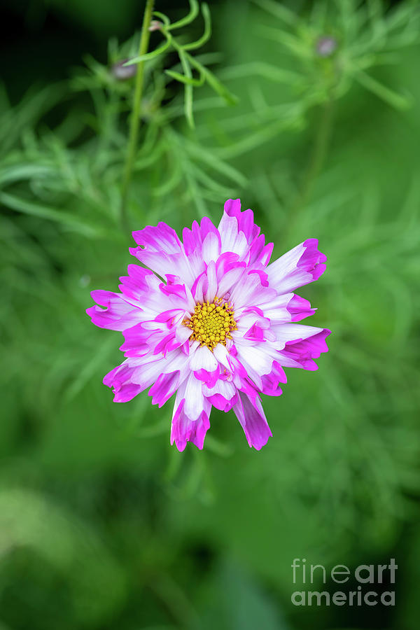Cosmos Bipinnatus Double Click Mix flower portrait Photograph by Tim Gainey