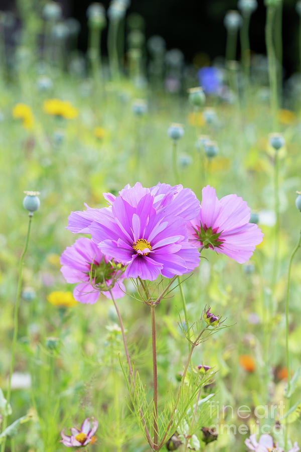 Cosmos Bipinnatus Fizzy Pink in Summer Photograph by Tim Gainey