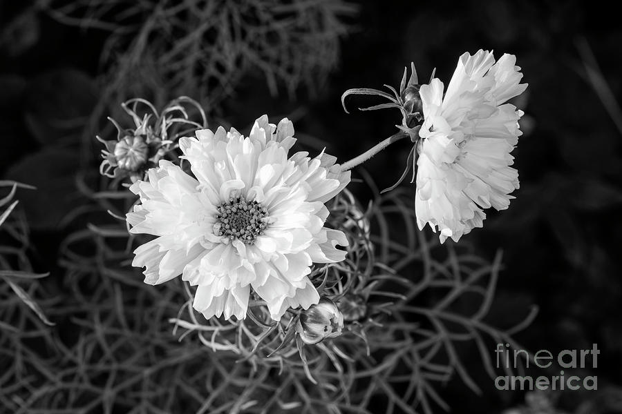 Cosmos Bipinnatus Psyche White Flowers Photograph by Tim Gainey