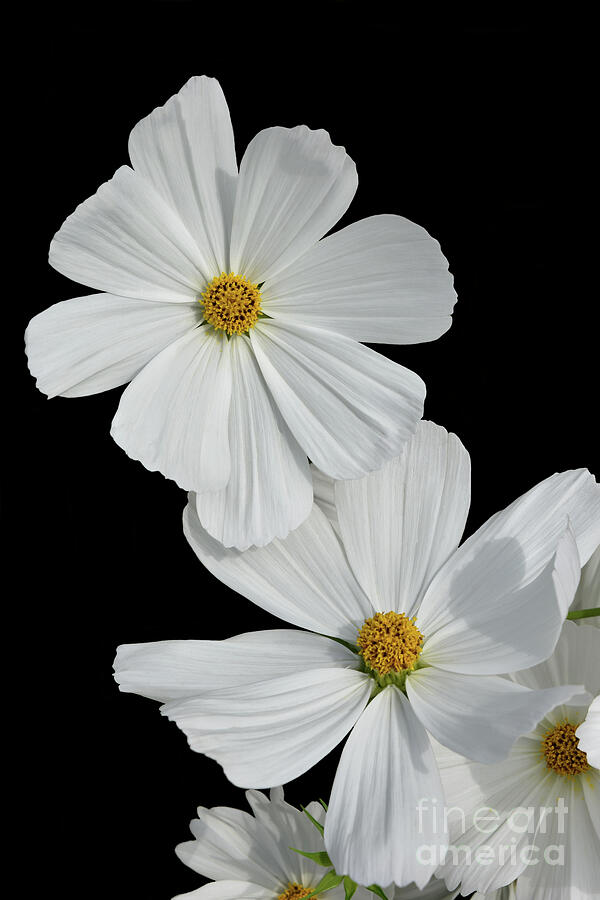 Cosmos bipinnatus - White Photograph by Yvonne Johnstone