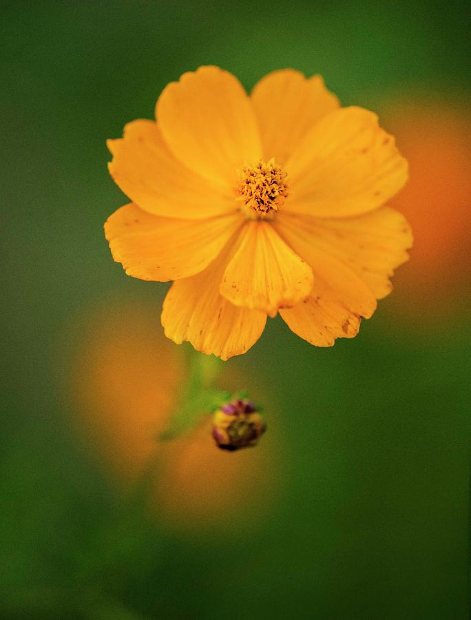 Cosmos Bright Fall Photograph by Karen Cox