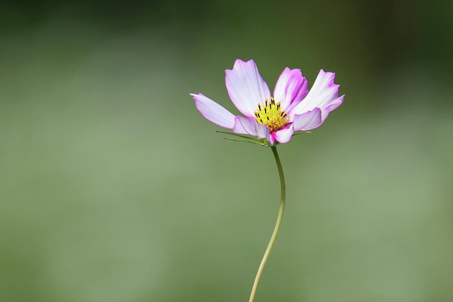 Cosmos Photograph by Brook Burling