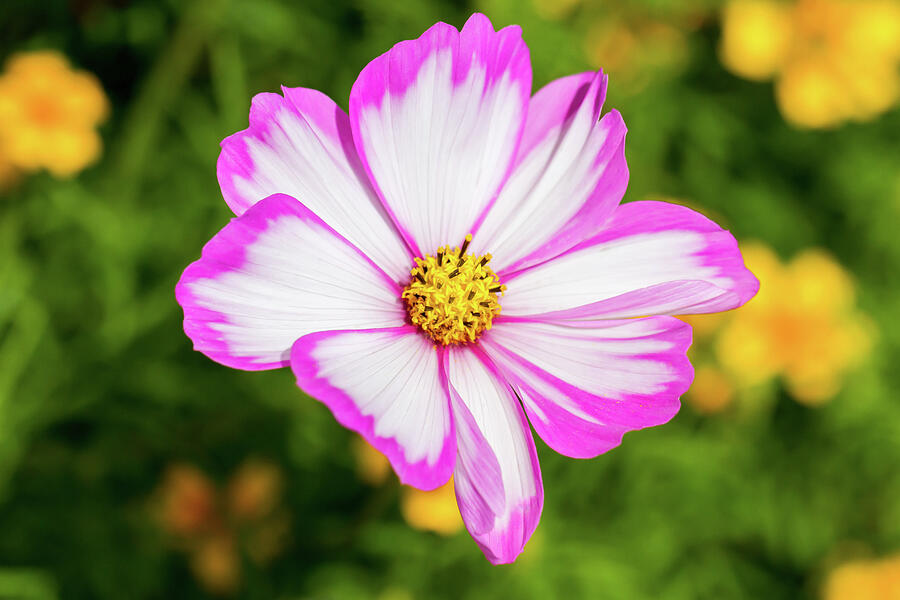 Cosmos Candy Stripe Photograph by Tanya C Smith
