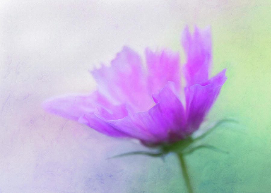 Flower Photograph - Cosmos by Cindi Ressler