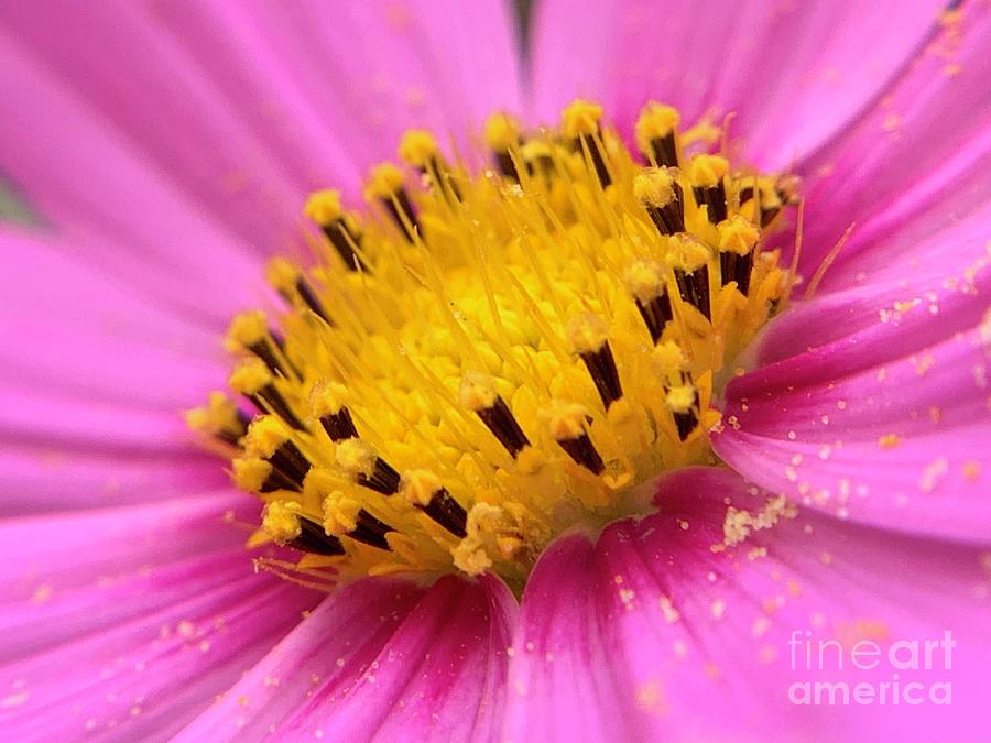 Cosmos Flower Photograph by Catherine Wilson