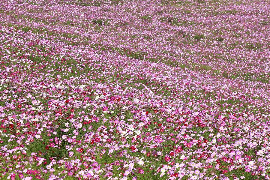 Cosmos Flower Field Photograph by NAOKI MUTAI/a.collectionRF