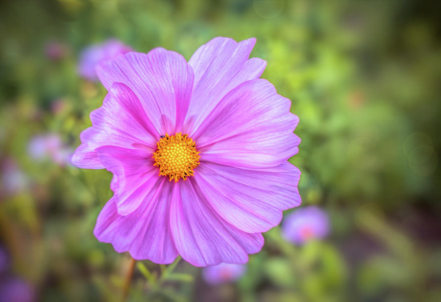Cosmos flower Photograph by Lilia S