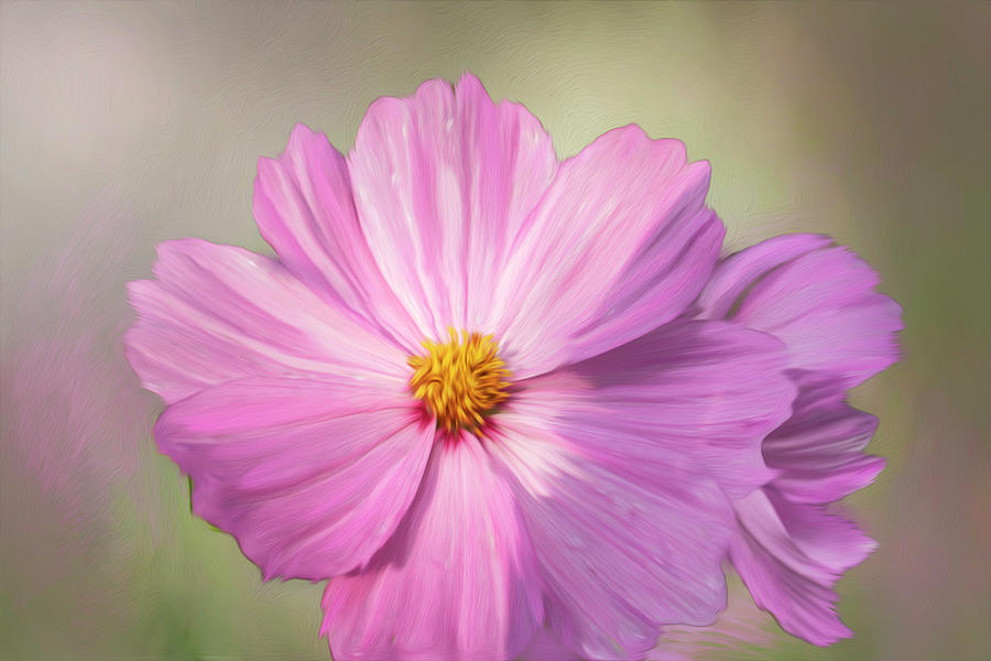 Cosmos Flower Painting Photograph by Sandra Js