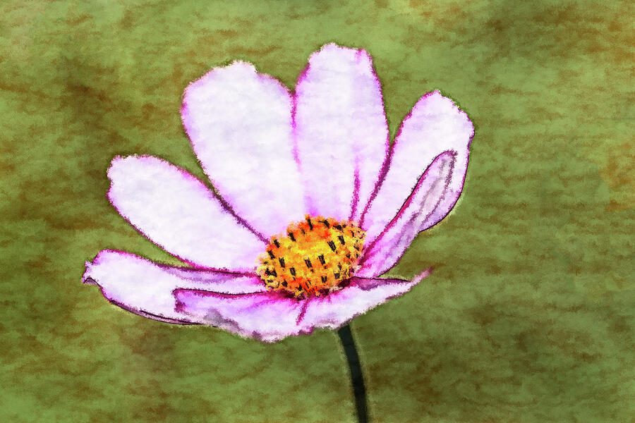 Cosmos Flower Photograph by Tanya C Smith