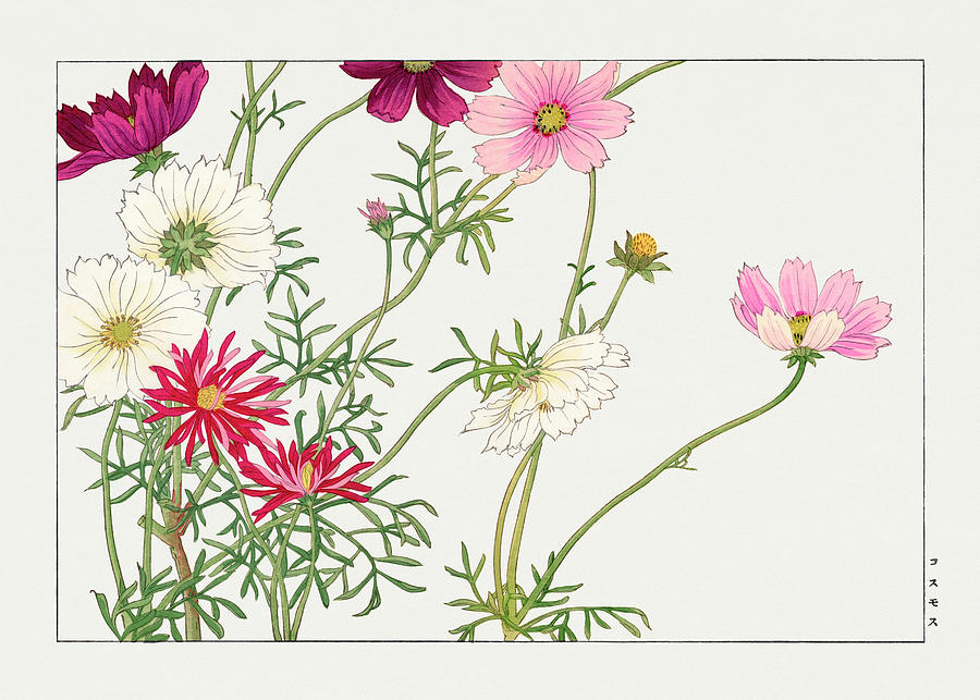 Cosmos Flower - Ukiyo e art - Vintage Japanese woodblock art - Seiyo ...