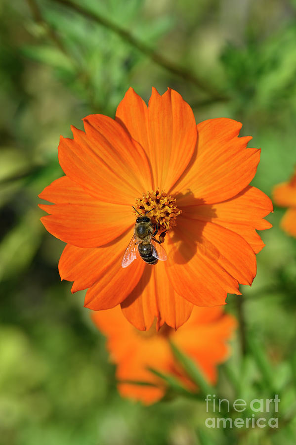 Cosmos flower with bee Photograph by George Atsametakis