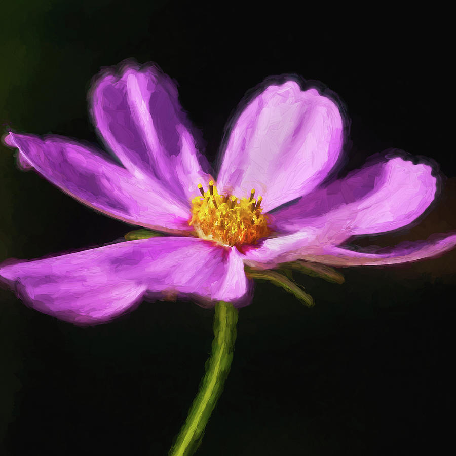 Cosmos Flowers Coreopsideae 124 by Rich Franco Cosmos Flowers Coreopsideae 124 by Rich Franco