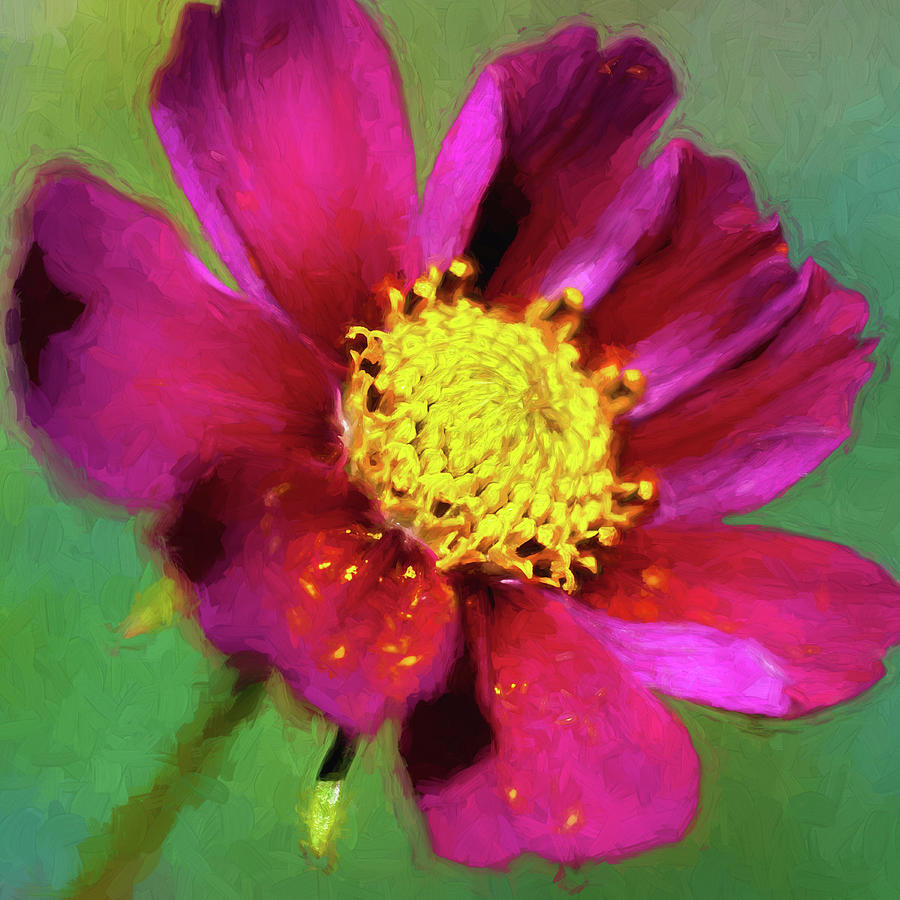 Cosmos Flowers Coreopsideae 129 by Rich Franco Cosmos Flowers Coreopsideae 129 by Rich Franco