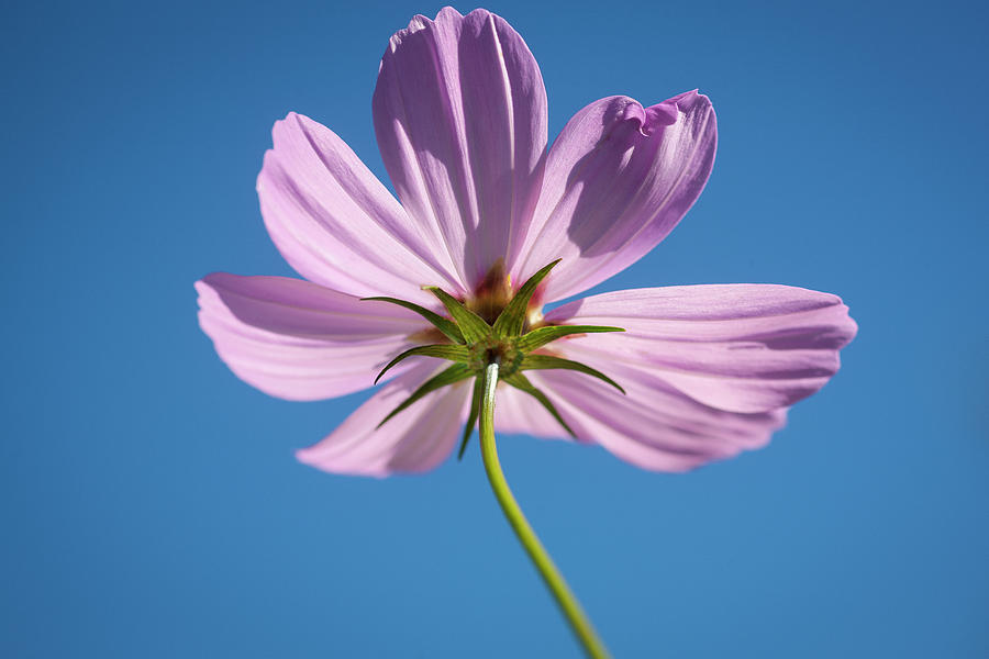 Cosmos Flowers Coreopsideae 135 Photograph by Rich Franco