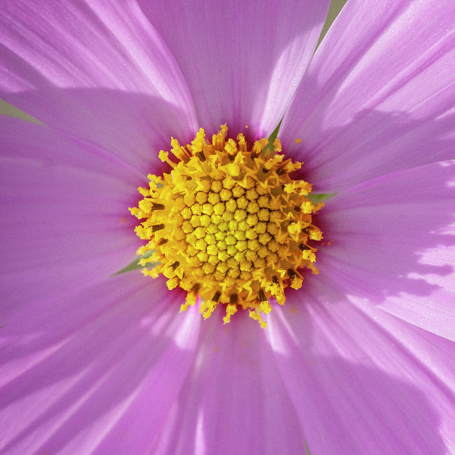 Cosmos Flowers Coreopsideae 150 Photograph by Rich Franco