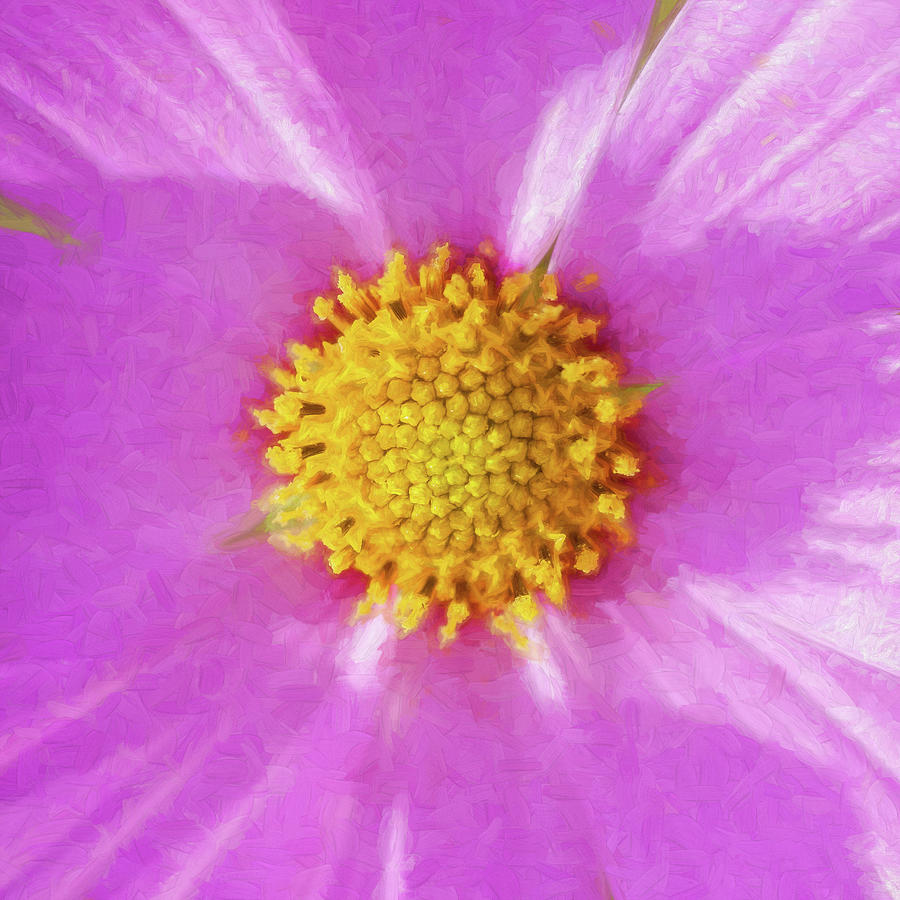 Cosmos Flowers Coreopsideae 151 Photograph by Rich Franco