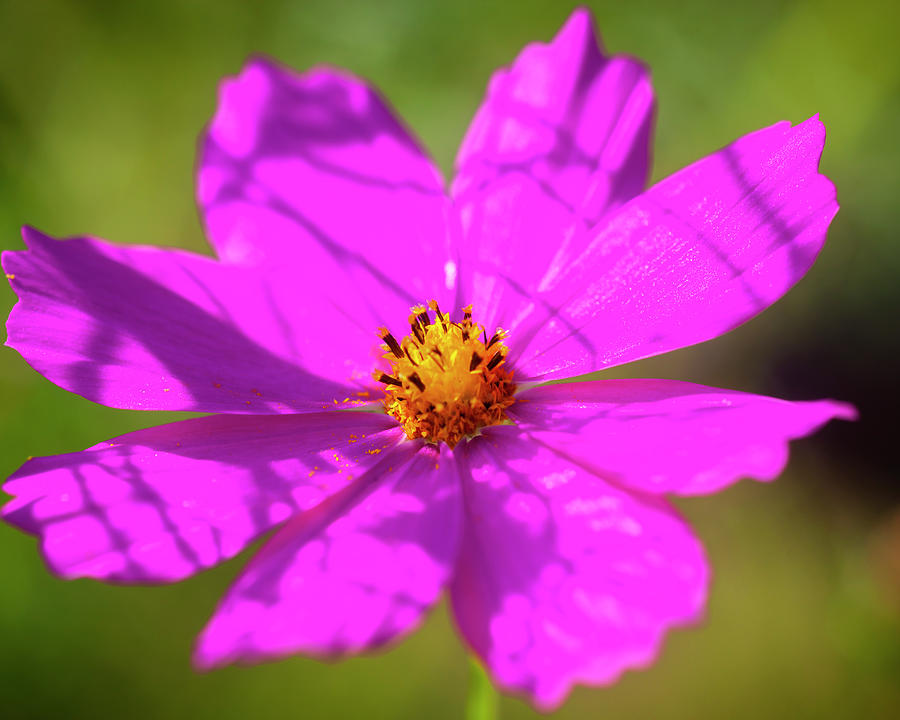 Cosmos Flowers Coreopsideae X161 Photograph by Rich Franco