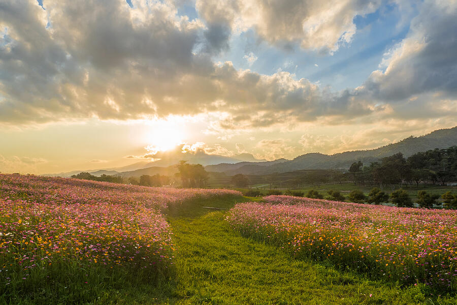 Cosmos flowers garden with sunset Photograph by Photo by Supoj Buranaprapapong