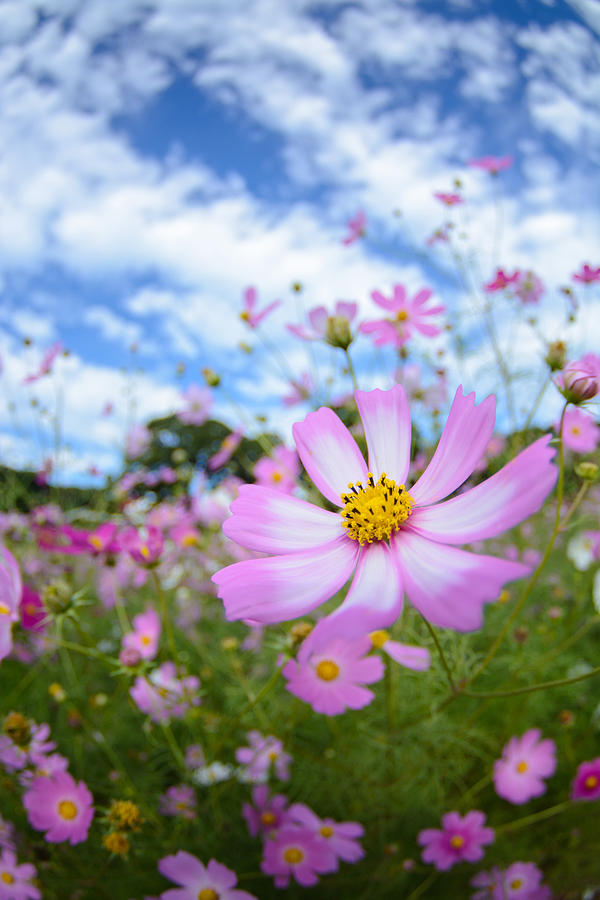 Cosmos flowers in Tenkaihou in Sasebo, Nagasaki, Japan. Photograph by Tomophotography