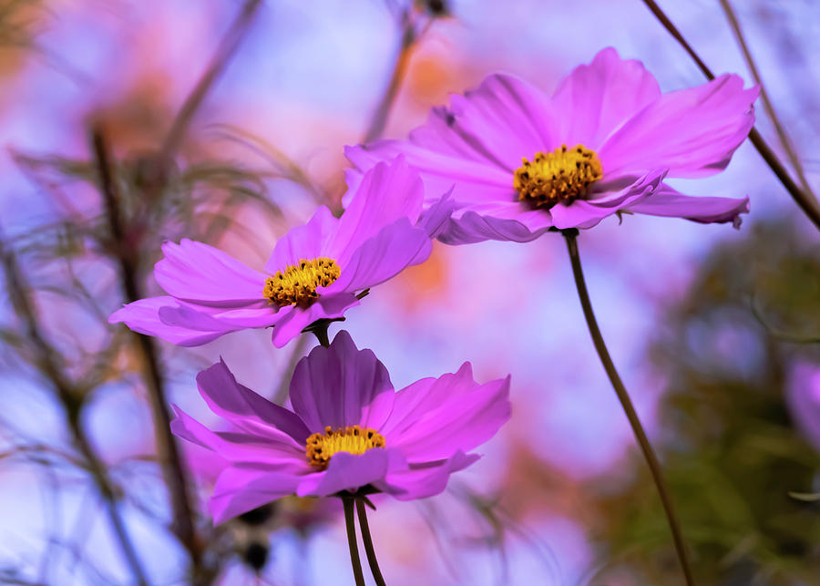 Cosmos Flowers Digital Art by Jonathan Swanson - Fine Art America