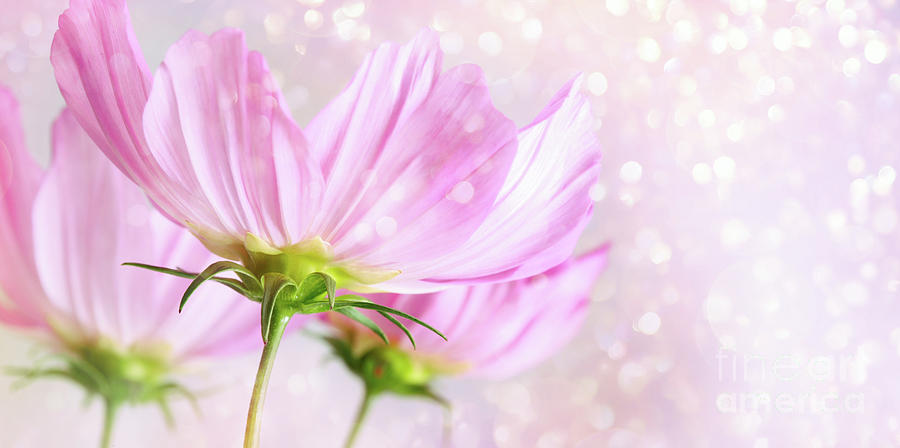 Cosmos flowers on soft pastel background Photograph by Sandra Cunningham