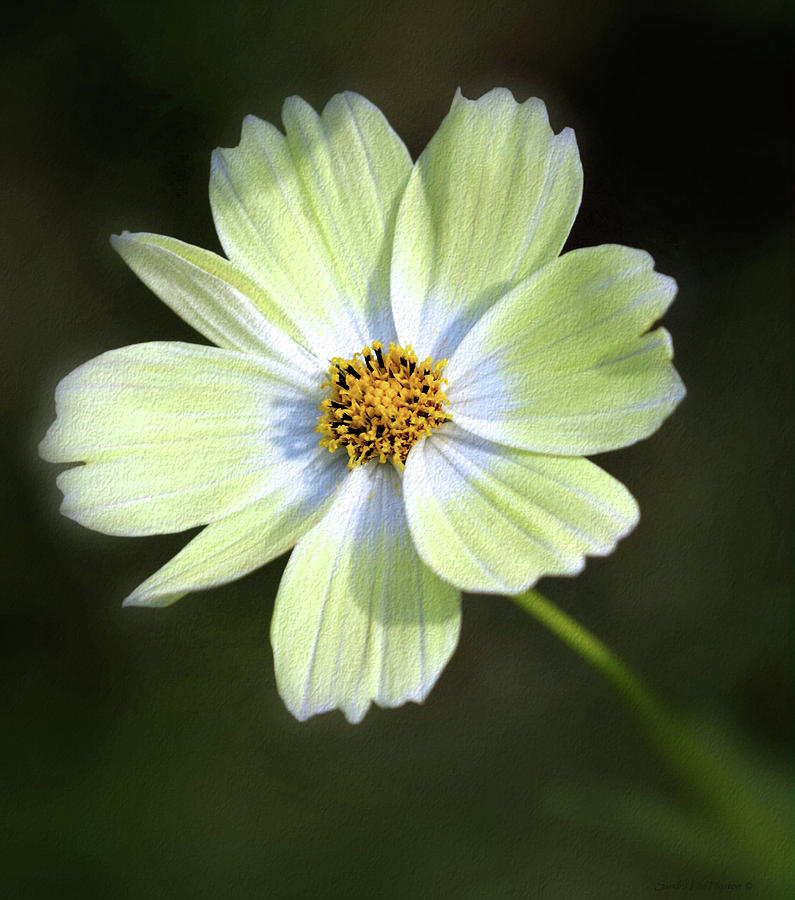 Cosmos in Early Light Photograph by Sandra Huston