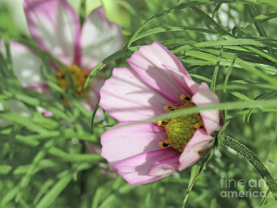 Cosmos Photograph - Cosmos In Light Breeze by Kim Tran