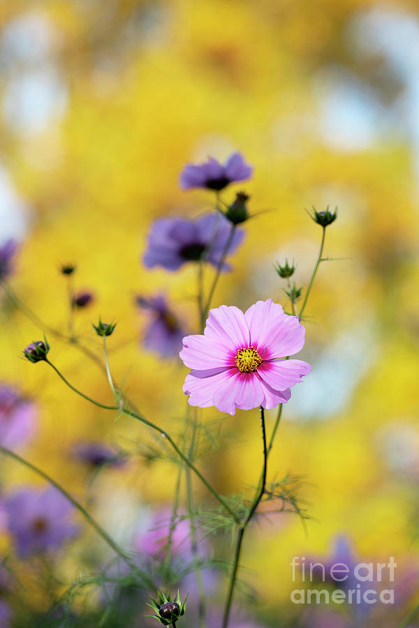 Cosmos in the Autumn Morning Light Photograph by Tim Gainey