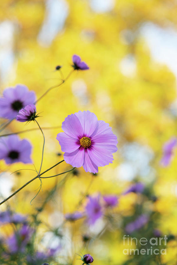 Cosmos in the Fall Photograph by Tim Gainey