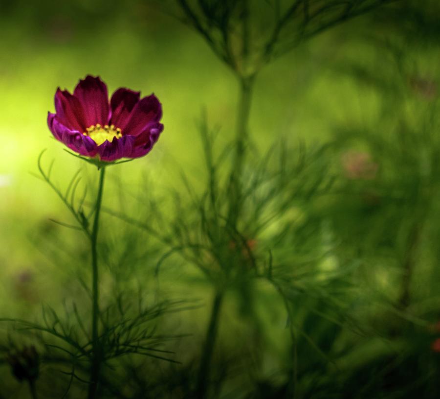 Cosmos In The Shadows  Photograph by Debra Forand