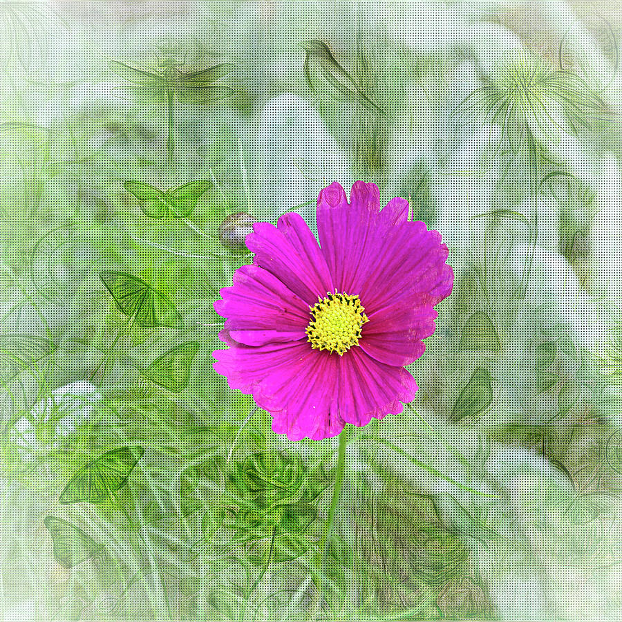 Garden Photograph - Cosmos in the Weeds by Larry J Bishop