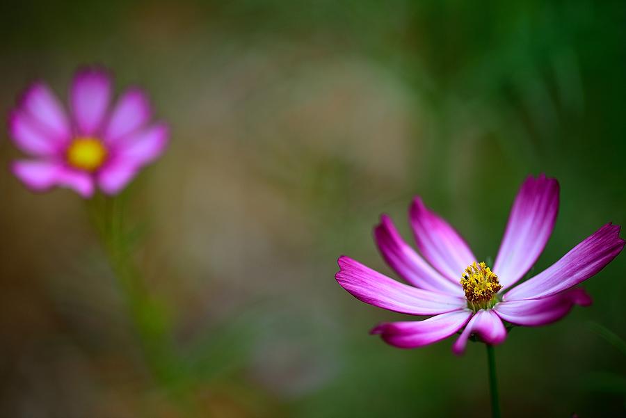 Cosmos Photograph by Photo by Vincent Ting
