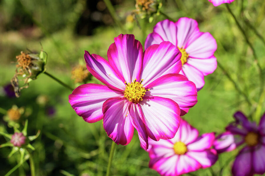 Cosmos Pink And White Photograph by Tanya C Smith