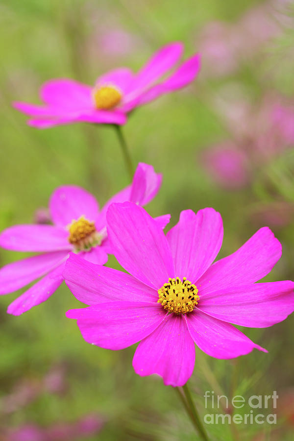 Cosmos Wildflowers in Bloom Photograph by Jeannette Hunt