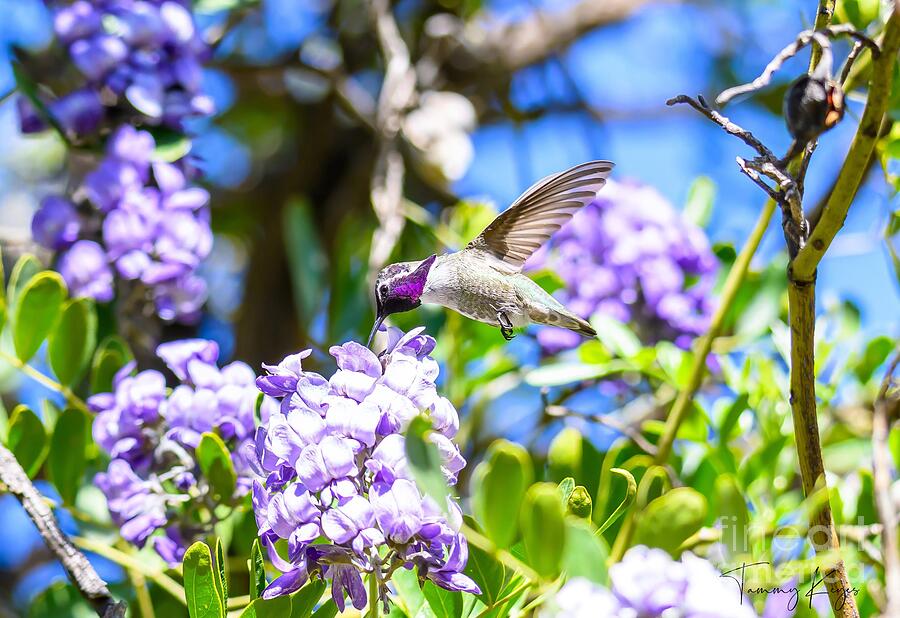 Hummingbird Digital Art - Costa Hummingbird Feeding on Nectar by Tammy Keyes