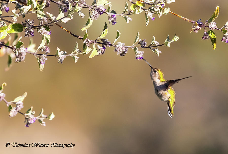 Costas Hummingbird Photograph by Tahmina Watson