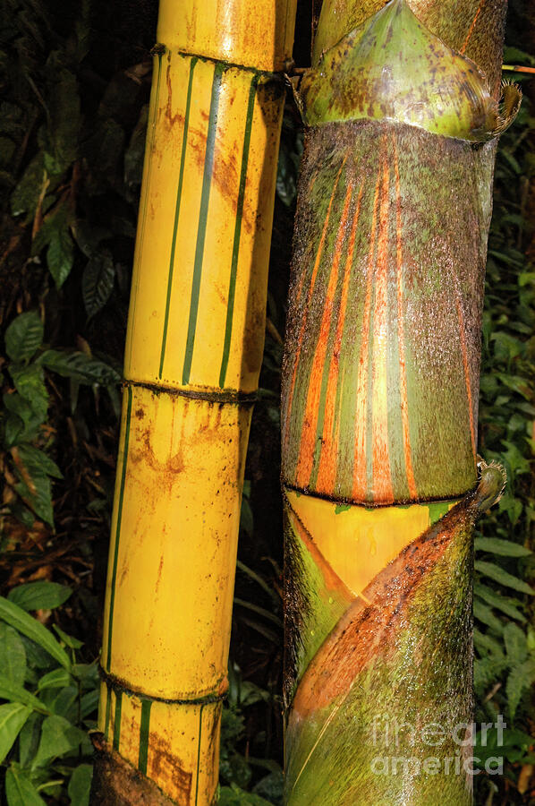 Costa Rica Bamboo Photograph by Bob Phillips
