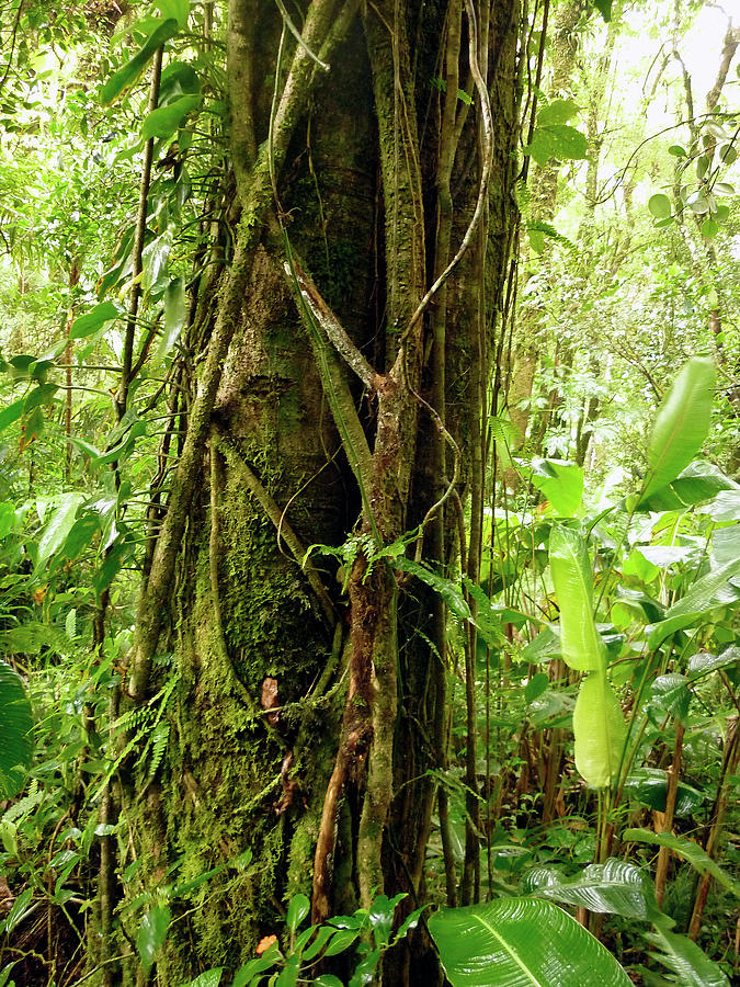 Costa Rica Mossy Big Jungle Tree Photograph by Bill Owen - Fine Art America