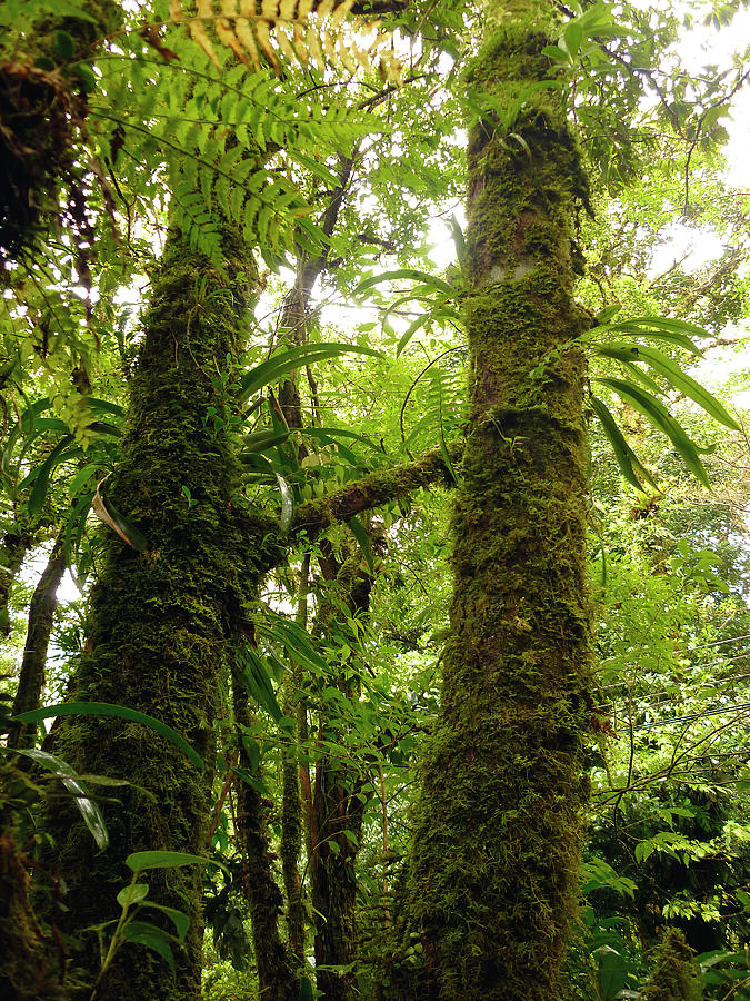 Costa Rica Mossy Jungle Trees Photograph by Bill Owen - Fine Art America