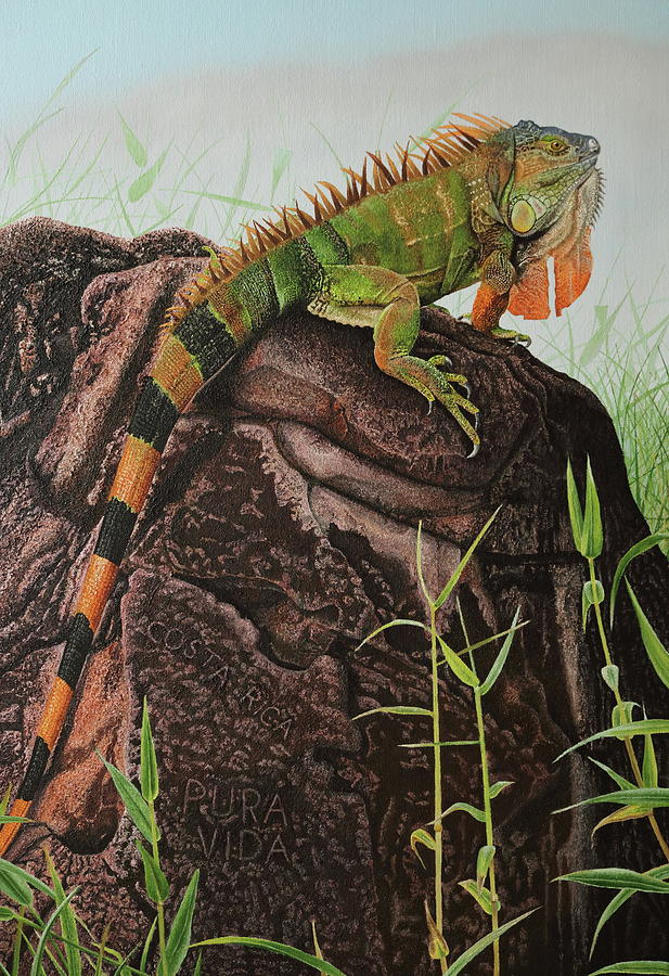 Costa Rica Pura Vida Iguana Painting by Russell Hinckley