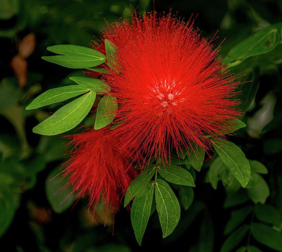 Costa Rica Red, Rainforest Beauty Photograph by Marcy Wielfaert