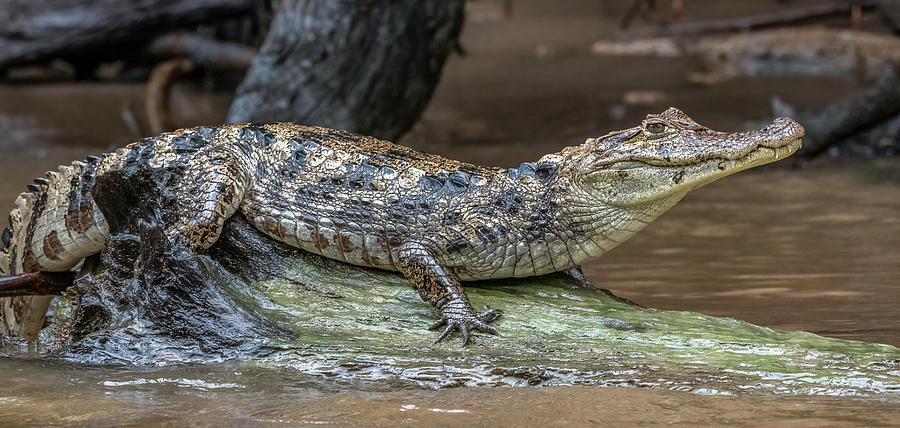 Costa Rican Jungle Crocodile Photograph by Marcy Wielfaert
