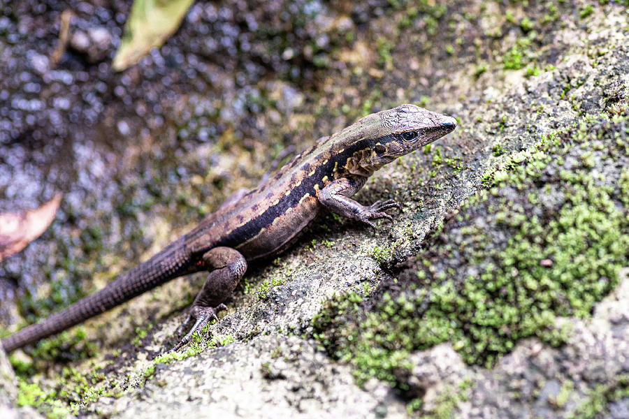 Costa Rican Lizard  Photograph by Adrian O Brien