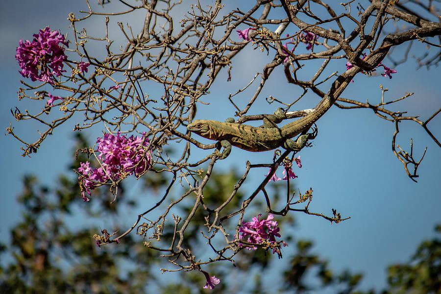 Costa Rican Lizard Photograph by Cindy Robinson